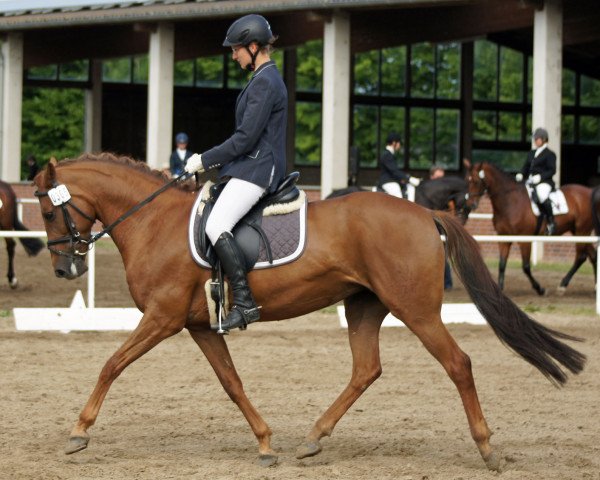 dressage horse Flöhchen 7 (German Riding Pony, 2003, from Flamenco Star 2)