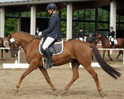 dressage horse Flöhchen 7 (German Riding Pony, 2003, from Flamenco Star 2)