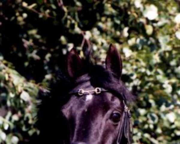 stallion Danny Black (German Riding Pony, 1982, from Derby)