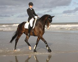 dressage horse Rocco del Nebbio (Westphalian, 2006, from Rittmeister)