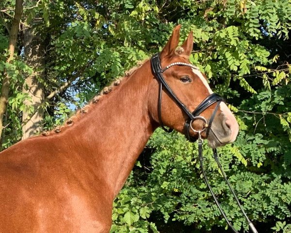 dressage horse Hatschi (German Riding Pony, 2018)