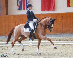 dressage horse Mr.Q 3 (Oldenburg, 2011, from Quaterback)