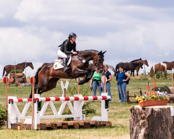 broodmare Ciara 113 (German Sport Horse, 2016, from Dree Boeken's Vivian)
