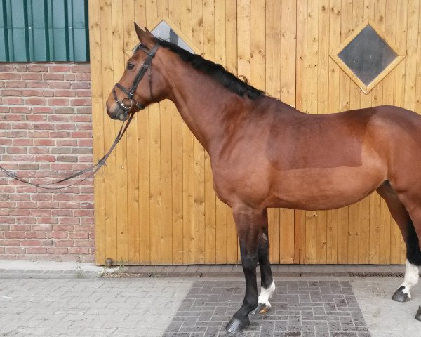 Springpferd Arielle 301 (Westfale, 2001, von Amantus)