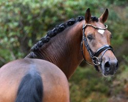 stallion Daimler (German Riding Pony, 2019, from D-Power AT)