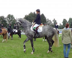 dressage horse Santiago 210 (Westfale, 2005, from Sterling)