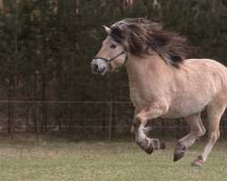 horse Kodai (Fjord Horse, 2004, from Kolja Halsnæs)