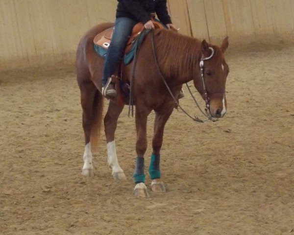 Pferd Mr Tari Texas CA (Quarter Horse, 2009, von Mach Tari)