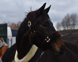 broodmare Die Rakete (Oldenburg, 2014, from Dante Weltino Old)