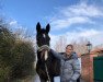 dressage horse Gigi Gold (Oldenburg, 2015, from Goldberg)