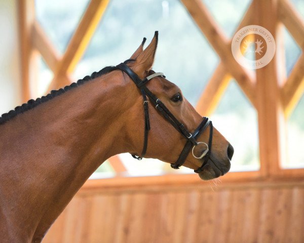 broodmare Kamille (Trakehner, 2017, from El Greco)