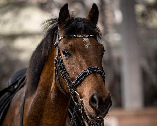 dressage horse Pasha's Little Dream (unknown, 2013)