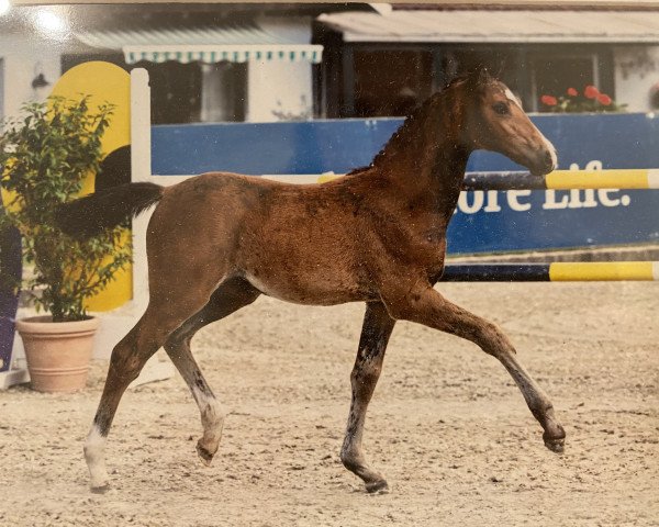 Springpferd Stute von Darwin Z / Coupe de Coeur (Oldenburger Springpferd, 2022, von Darwin Z)