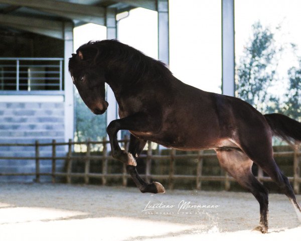 horse Principe Rio Frio (Lusitano, 2019, from Ulisses LC)