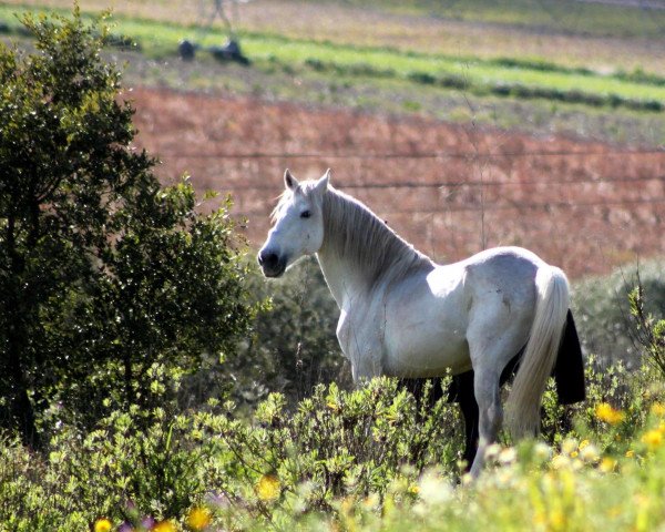 stallion Ulisses LC (Lusitano, 2001, from Luar MV)