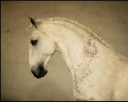 stallion Botticelli (Lusitano, 2006, from Herodes)