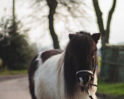 Pferd Börti (Niederländisches Pony, 2010)