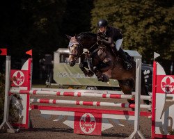 jumper Chaccarta (German Sport Horse, 2016, from Tannenhof's Chacco Chacco)