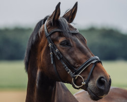 dressage horse Crispello (Westphalian, 2010, from Christoph Columbus)