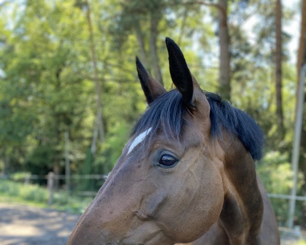 Dressurpferd Duma (Polnisches Warmblut, 2014)