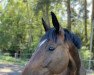 dressage horse Duma (Polish Warmblood, 2014)