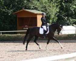 dressage horse Lightning-Linea (German Sport Horse, 2014, from Lemberger)