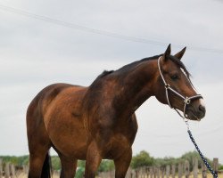 dressage horse Herbstgold M (Trakehner, 2015, from Zauberlord)