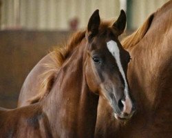 dressage horse Dolcetto G (German Riding Pony, 2020, from Dating for Gold AT)