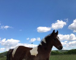 Deckhengst Dom (Tinker / Irish Cob / Gypsy Vanner, 2021)