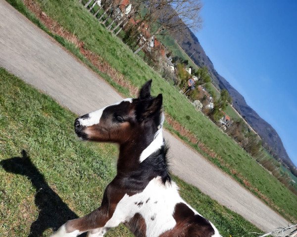 stallion Donnerblitz (Tinker / Irish Cob / Gypsy Vanner, 2021)