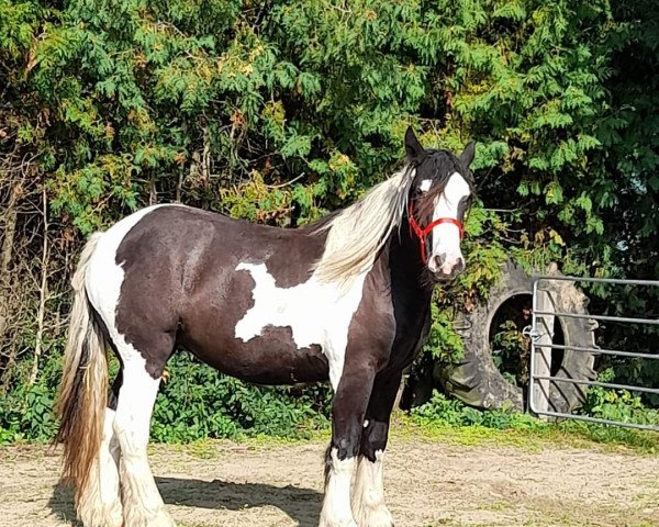 Pferd Little Princess Bonny (Tinker / Irish Cob / Gypsy Vanner, 2019)