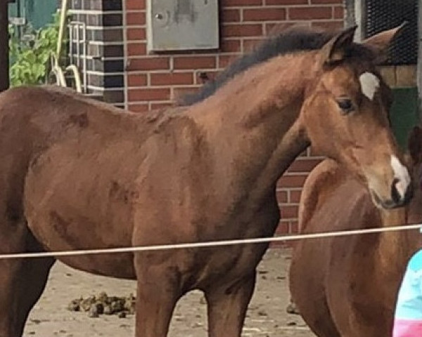 dressage horse Viva la Vida (Oldenburg, 2022, from Vidar)