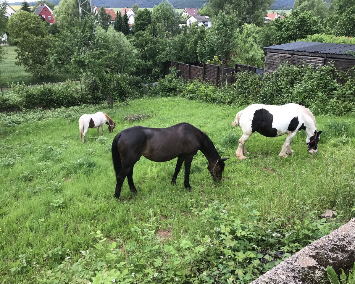 broodmare Hillery 5 (German Riding Pony, 1993, from Henry)