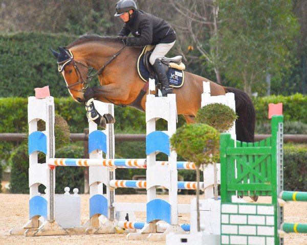 stallion Silence Dwerse Hagen (Belgian Warmblood, 2018, from Nixon van 't Meulenhof)