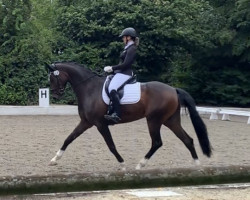 dressage horse Fürst Alfred (Oldenburg, 2010, from Fürst Romancier)