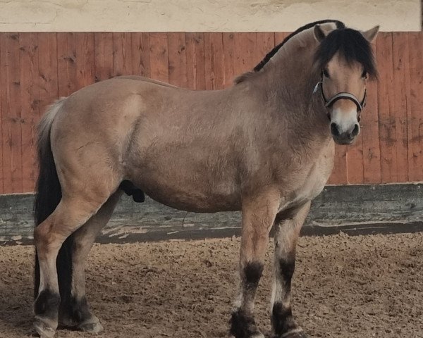 horse Hiddai (Fjord Horse, 2016, from Kastanjegårdens Hannibal)