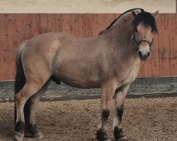 horse Hiddai (Fjord Horse, 2016, from Kastanjegårdens Hannibal)