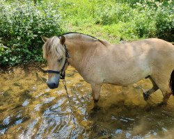 Pferd Barney (Fjordpferd, 2017, von Bram)