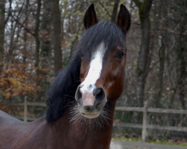 Pferd Stardust Lady Gwyneth (Welsh-Cob (Sek. C), 2013, von Gwyntog Dafydd)