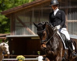 dressage horse Faye ST (Westphalian, 2018, from For Romance II)