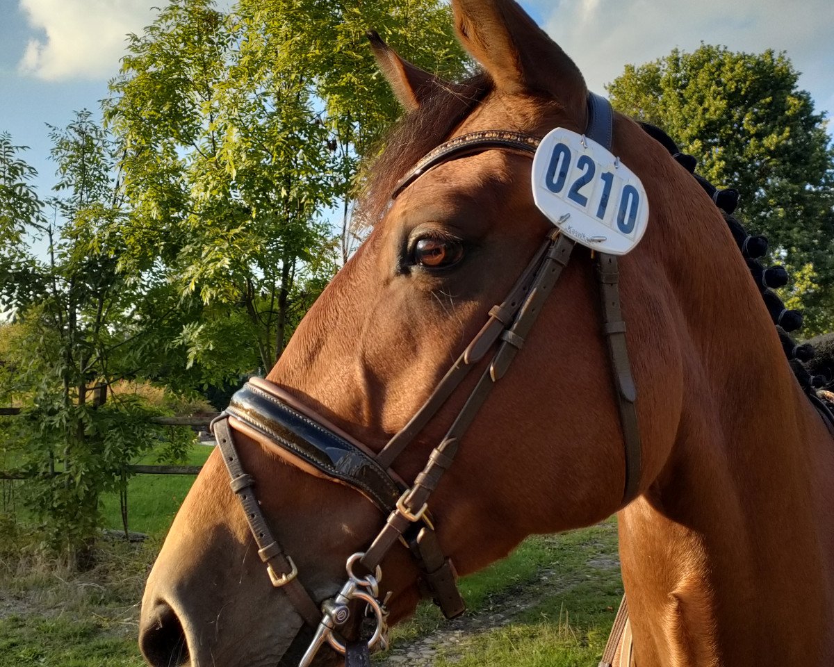 jumper Ladurée Dion (Oldenburg, 2015, from Caruso de Trebox)