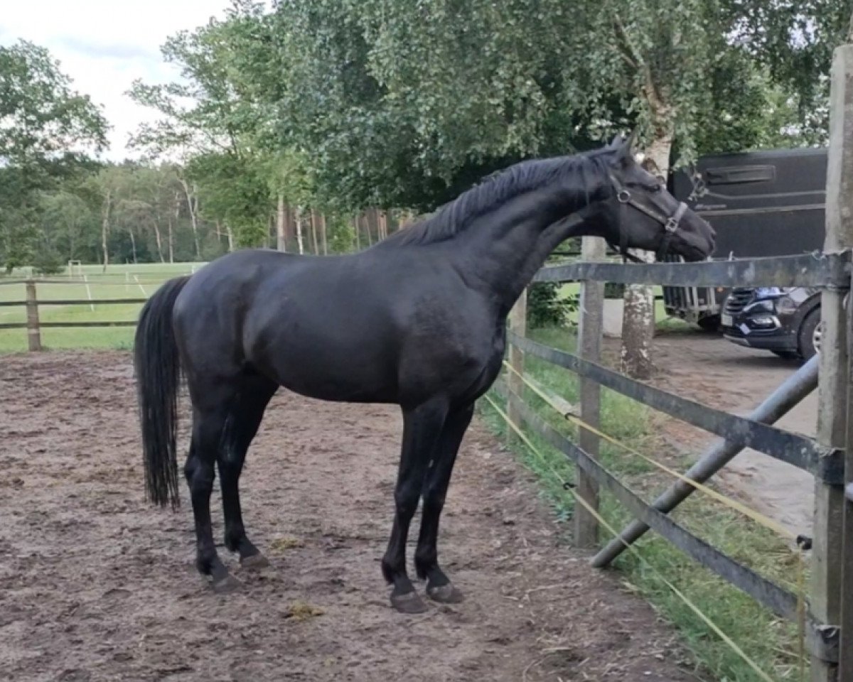dressage horse Grembeck's Gaelan (Westphalian, 2018, from Goldberg)