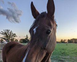 broodmare Quanne (Oldenburg, 1999, from Quantas)