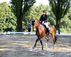 dressage horse Rosewood 2 (Westphalian, 2008, from Riccio)