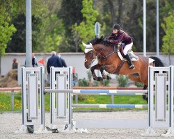 horse Cyra (Zweibrücken, 2012, from Amati)