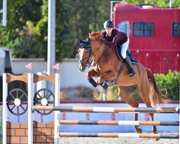 jumper Látomás (Hungarian Warmblood, 2016, from Lucnaor)