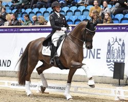 dressage horse Vividus Qre (Swedish Warmblood, 2015, from Zaladin ML)