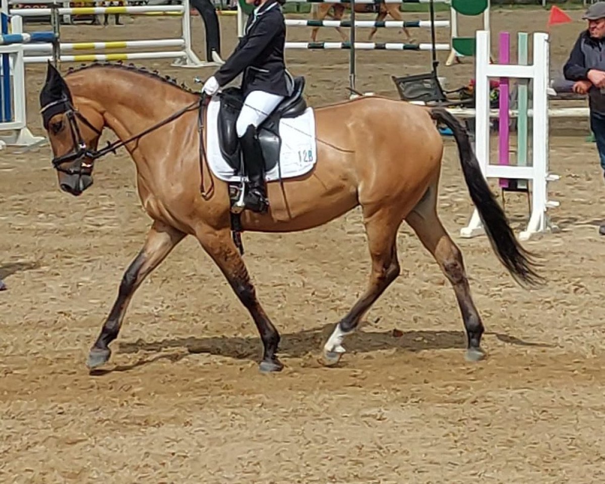dressage horse Dreamy 23 (German Riding Pony, 2017, from Dream Dancer)