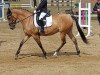 dressage horse Dreamy 23 (German Riding Pony, 2017, from Dream Dancer)