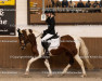 dressage horse Pony (Pony without race description, 2018)